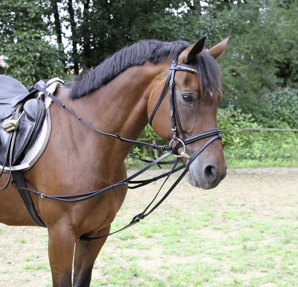 Повод для лошади скользящий кожаный / шпрунт Rider