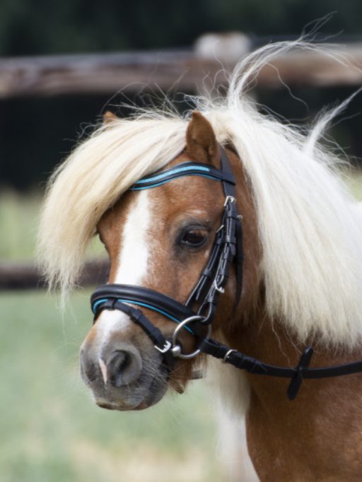 Уздечка LITTLE BUSSE