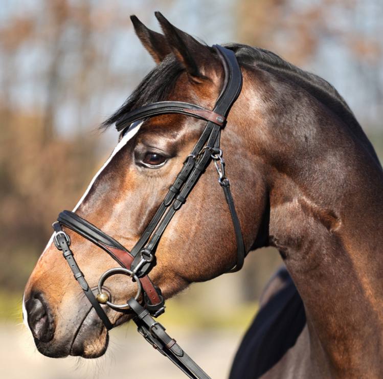 Комплект подперсье и уздечка Kavalkade цвет черно-коричневый размер Full