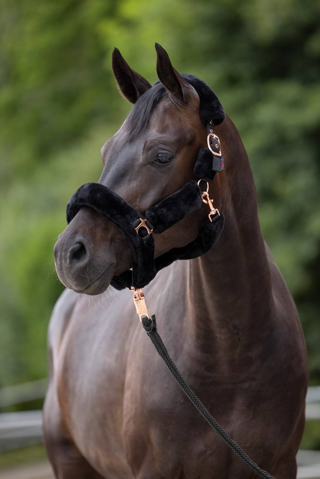 Недоуздок SuperSoft, Covalliero