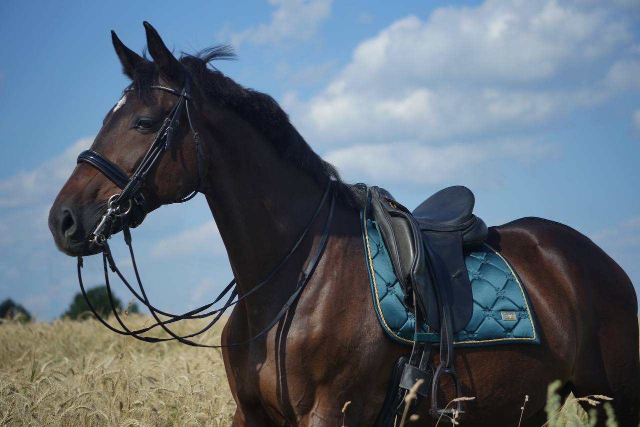 Выездковый вальтрап Happy Horse (Изумрудный)