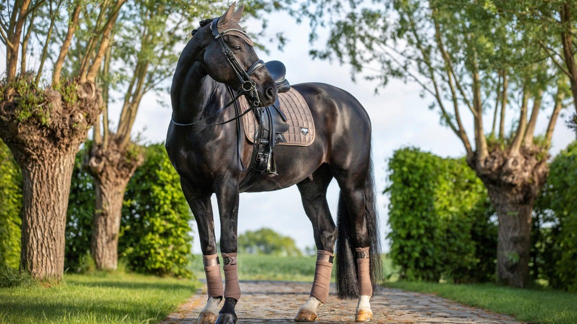 Комплект "LeMieux" выездк. вальтрап + бинты