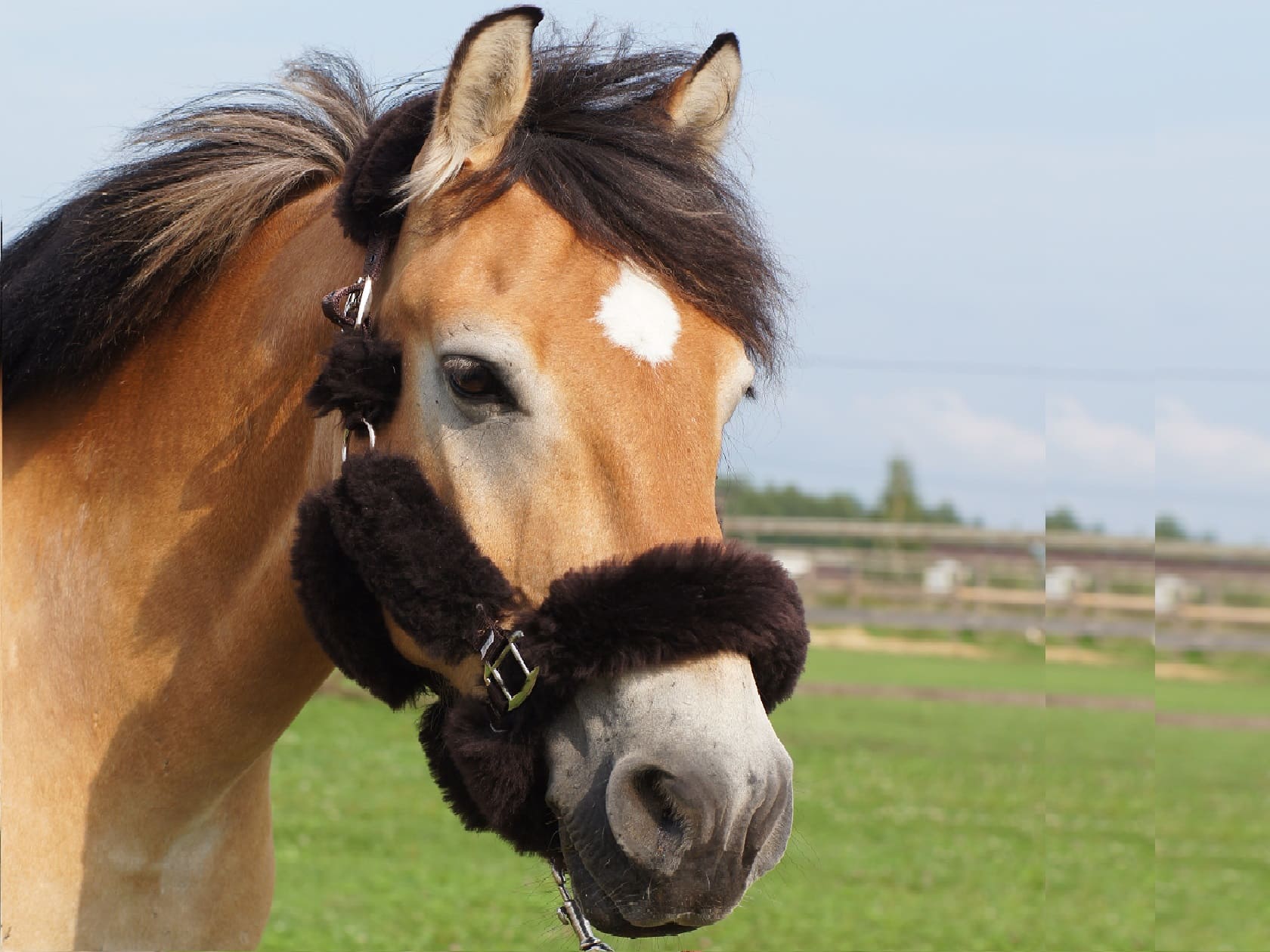 Недоуздок из овчины