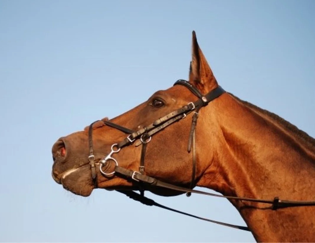 Трензель Боше с восьмёркой (12,5 см)