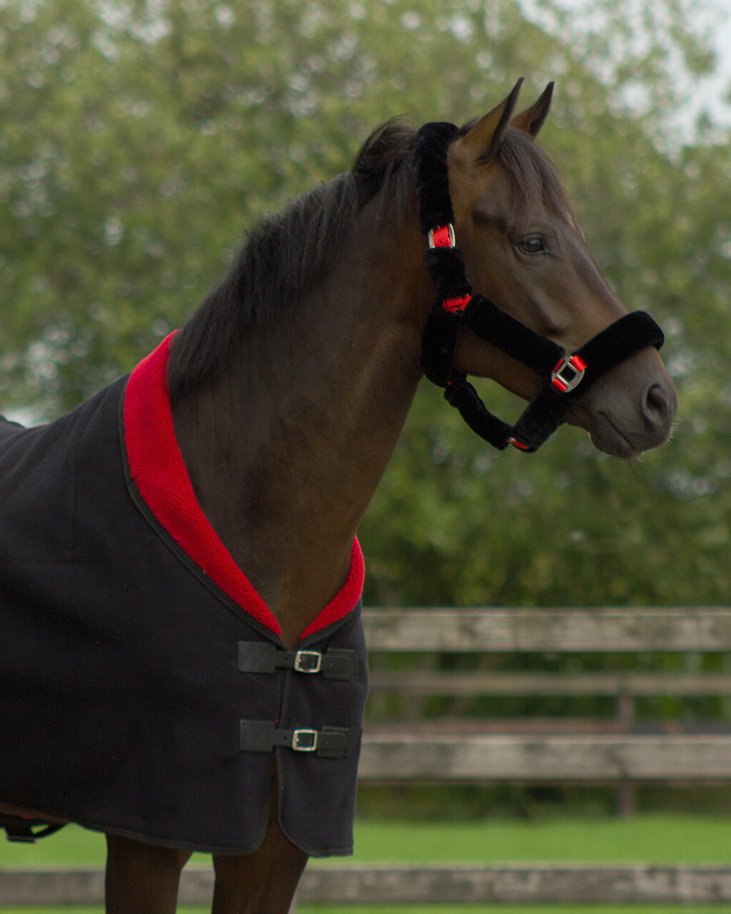 Недоуздок с мехом "Аляска", QHP