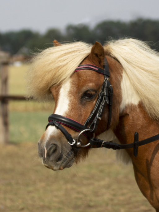 Уздечка LITTLE BUSSE