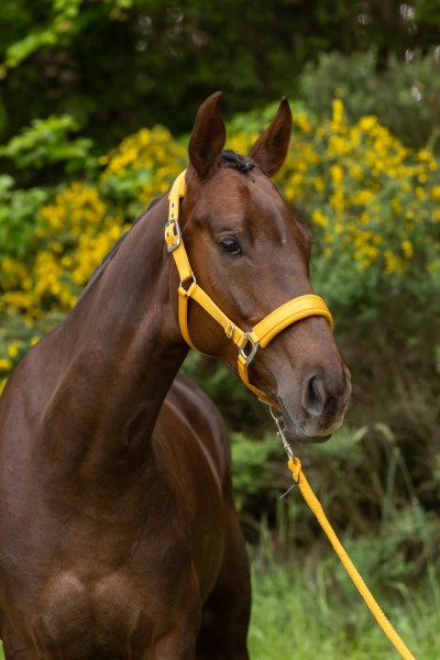 Недоуздок с чомбуром и 3D mesh подложкой