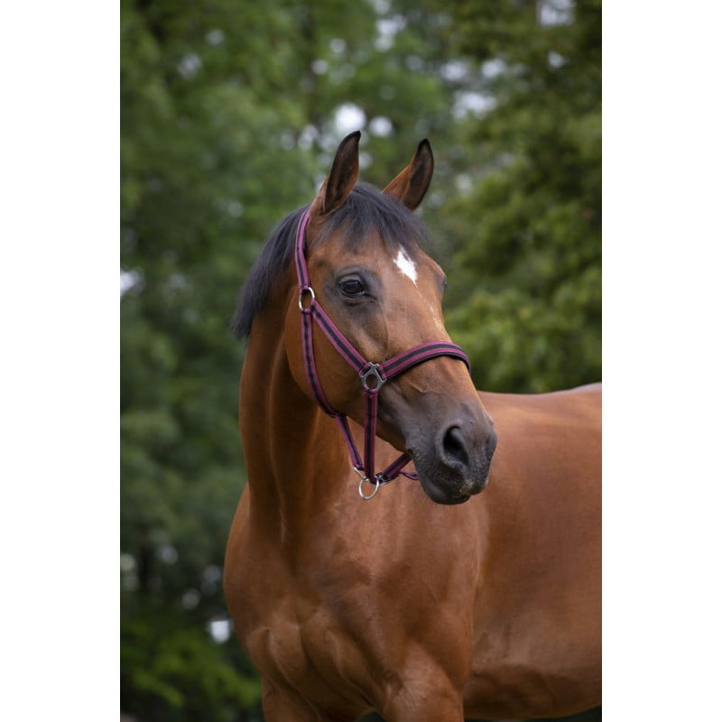 Недоуздок "NORTON"