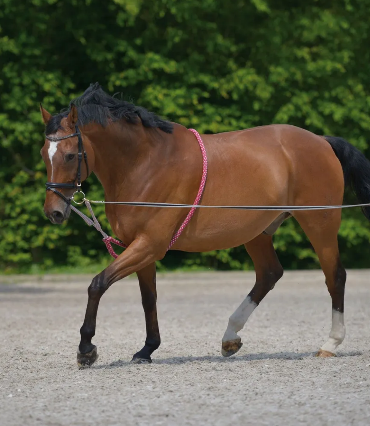 Лонжа для лошади NORTON